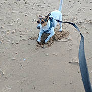 Scamp participe au concours pour gagner de l'argent avec cette photo : dog, sand, beach, leash, harness, digging, animal, pet, outdoor, small_dog, white_dog, brown_markings, nature, playful, excavation, canine, fur, tail, snout, paws