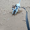 dog, sand, beach, leash, harness, digging, animal, pet, outdoor, small_dog, white_dog, brown_markings, nature, playful, excavation, canine, fur, tail, snout, paws