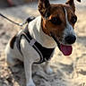 Scamp a rejoint le concours — aidez-le/la à gagner de superbes lots ! dog, canine, pet, sitting, sand, harness, tongue_out, ears_up, outdoor, sunlight, animal, mammal, brown_and_white, closeup, happy, leash, nature, portrait, daylight, friendly