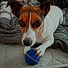 Scamp participe au concours pour gagner de l'argent avec cette photo : dog, toy, ball, bed, blanket, paw, ear, nose, fur, pet, indoor, playful, animal, closeup, resting, cute, white, brown, black, canine