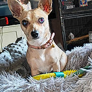 Sassie is registered to the contest to win money with this photo: dog, pet, indoor, blanket, person, cage, collar, fur, animal, toy, face, ears, curious, furniture, home, closeup, muzzle, whiskers, sitting, background