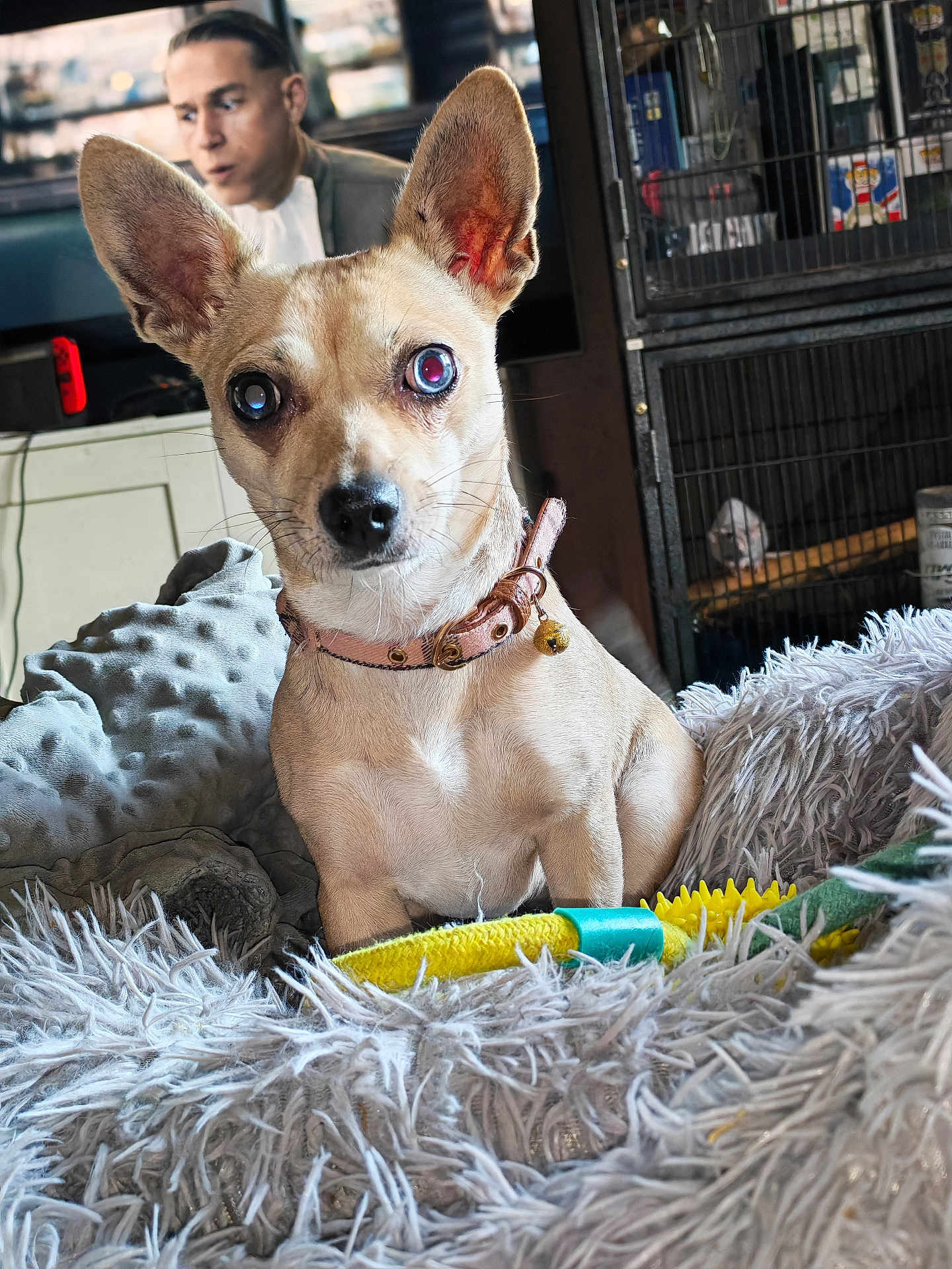 Sassie is registered to the contest to win money with this photo: dog, pet, indoor, blanket, person, cage, collar, fur, animal, toy, face, ears, curious, furniture, home, closeup, muzzle, whiskers, sitting, background