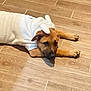Forest is registered to the contest to win money with this photo: dog, puppy, costume, white, bunny_ears, floor, wooden_floor, laying_down, pet, animal, indoor, cute, fur, ears, brown, expression, resting, adorable, home, cozy