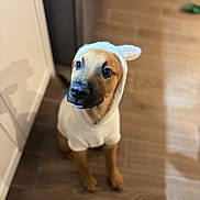Forest joined the competition — help win amazing prizes! dog, puppy, hoodie, white_clothing, ears, wooden_floor, indoor, pet, cute, sitting, brown_fur, looking_up, shadow, cabinet, domestic, young_dog, canine, adorable, portrait, curious