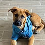 Forest is registered to the contest to win money with this photo: puppy, dog, denim_shirt, floor, wooden_floor, pet, animal, cute, young_dog, brown_dog, indoor, laying_down, looking_at_camera, ears, fur, canine, adorable, portrait, clothing, domestic_animal