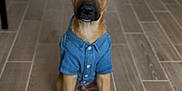 Forest is registered to the contest to win money with this photo: puppy, dog, denim_shirt, pet, indoor, floor, tile_floor, brown_dog, sitting, cute, animal, canine, young_dog, ears, eyes, nose, mouth, front_paws, kitchen, appliance