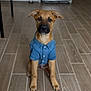 puppy, dog, denim_shirt, pet, indoor, floor, tile_floor, brown_dog, sitting, cute, animal, canine, young_dog, ears, eyes, nose, mouth, front_paws, kitchen, appliance