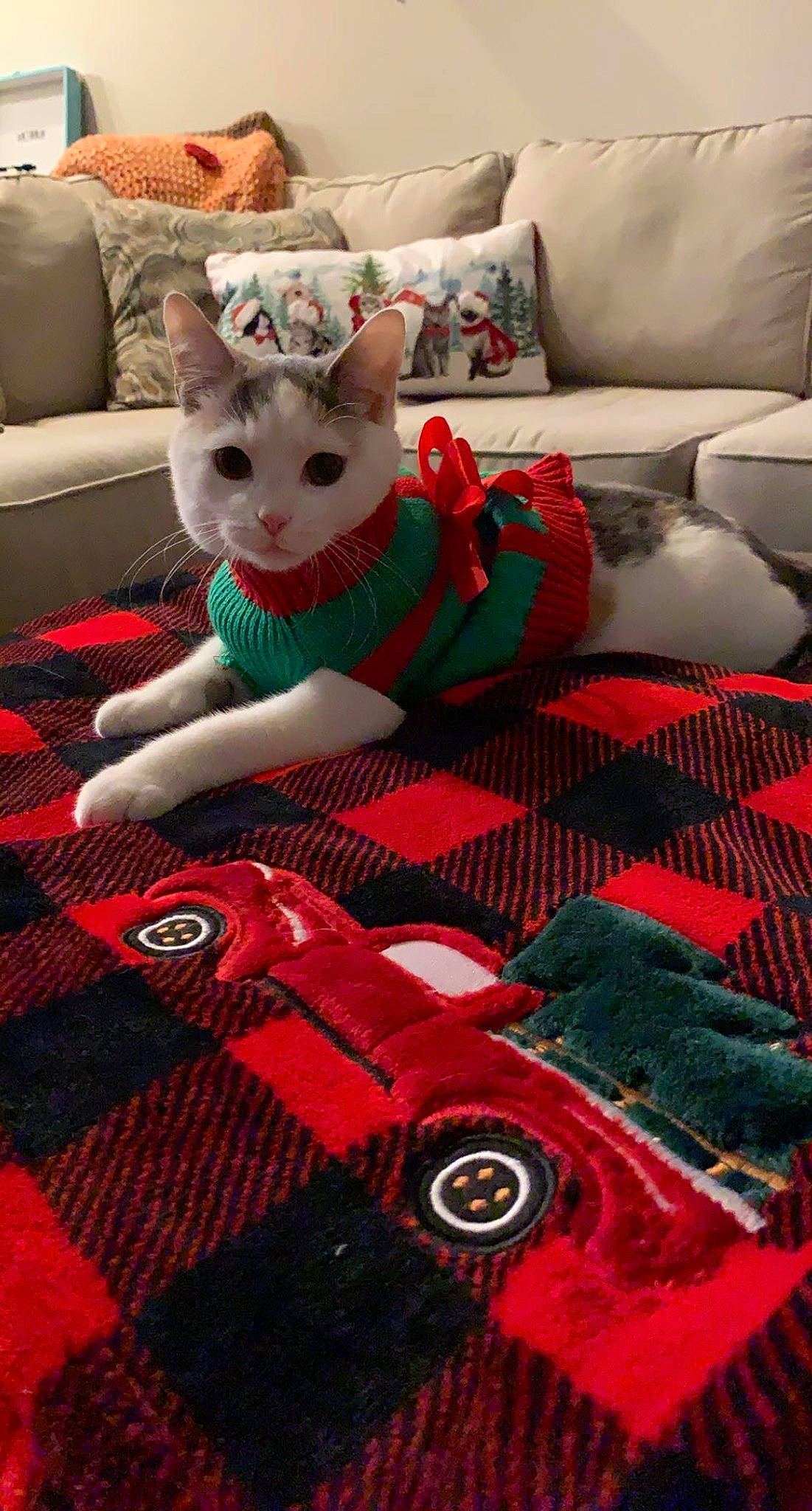 Guinevere joined the competition — help win amazing prizes! art, bed_sheet, bedding, carnivore, cat, comfort, couch, felidae, flooring, grey, linens, magenta, pattern, red, small_to_medium_sized_cats, stuffed_toy, tail, textile, toy, whiskers