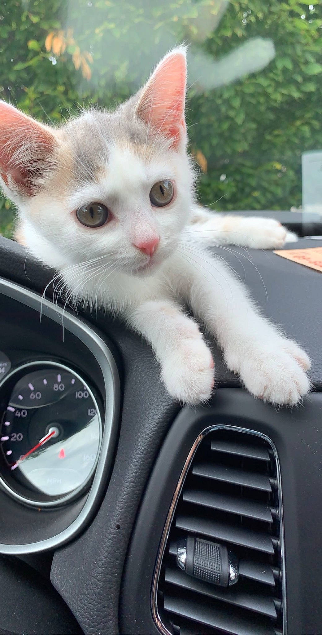 Guinevere joined the competition — help win amazing prizes! auto_part, automotive_design, car, carnivore, cat, fawn, felidae, gauge, hood, motor_vehicle, personal_luxury_car, small_to_medium_sized_cats, snout, steering_wheel, vehicle, vehicle_door, whiskers, window, windscreen_wiper, windshield