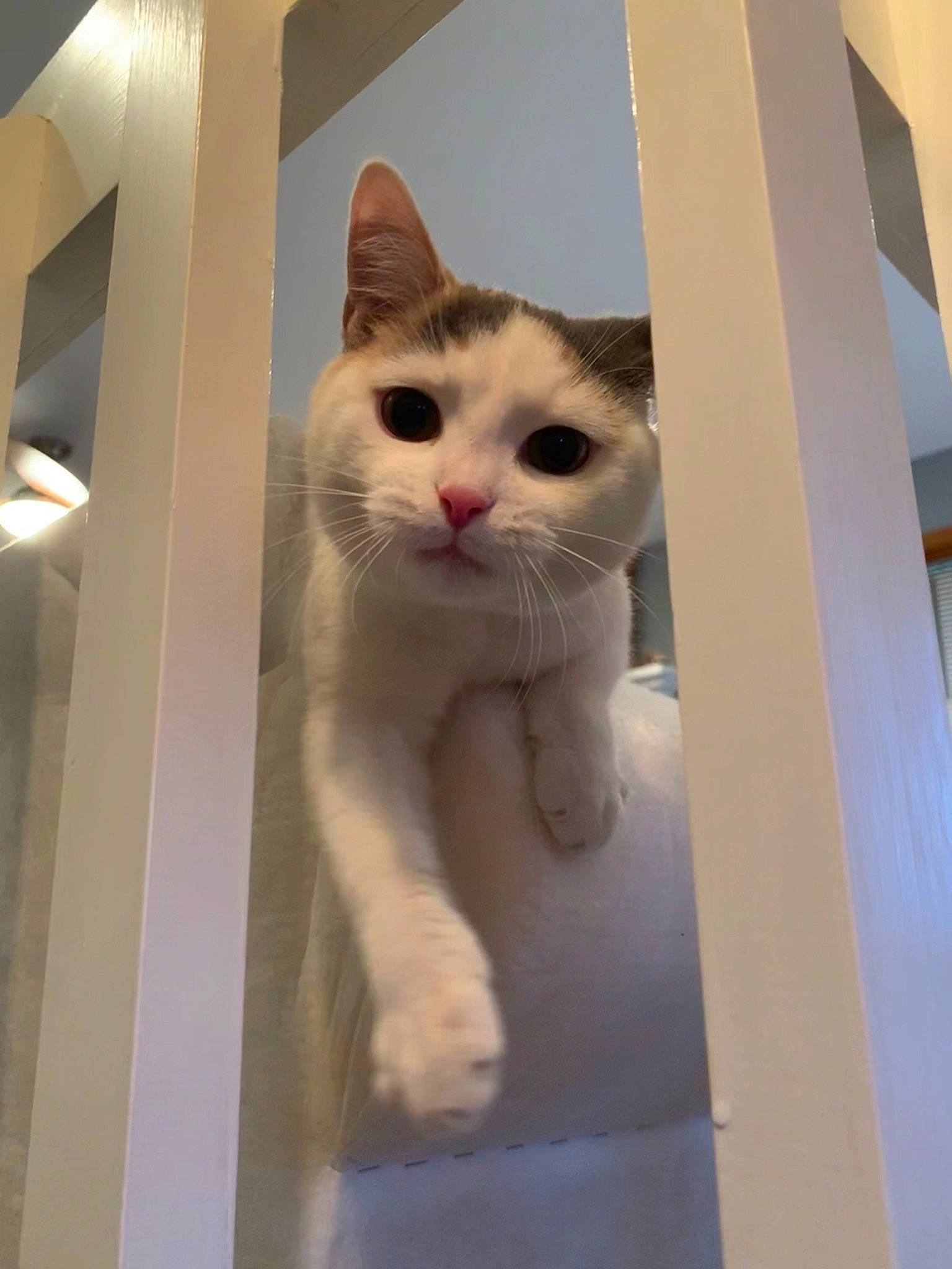 Guinevere joined the competition — help win amazing prizes! box, cardboard, carnivore, cat, domestic_short_haired_cat, eye, fawn, felidae, fur, iris, paw, service, small_to_medium_sized_cats, snout, tail, whiskers, wood