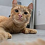 cat, orange_tabby, pet, indoor, floor, whiskers, ears, nose, paws, curious, closeup, animal, feline, domestic_cat, cute, relaxed, fur, looking, home, portrait