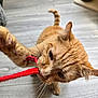 cat, orange_tabby, playful, pet, whiskers, claws, red_string, floor, wooden_floor, indoor, closeup, animal, feline, fur, paw, biting, toy, cute, pet_play, mischievous