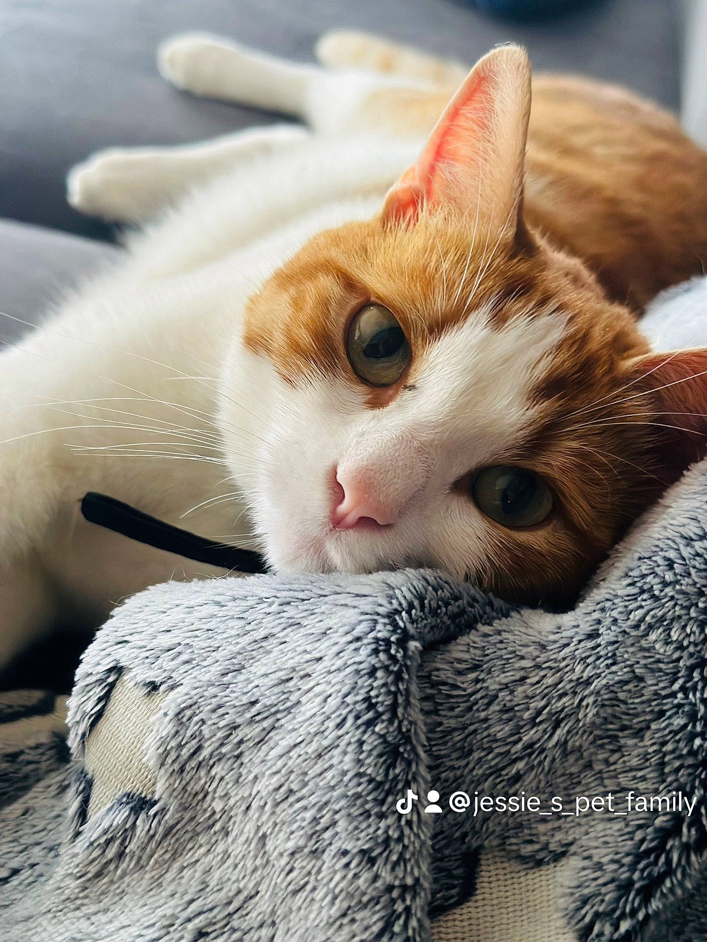 Tom a rejoint le concours — aidez-le/la à gagner de superbes lots ! carnivore, cat, claw, comfort, domestic_short_haired_cat, ear, eyelash, fawn, felidae, fur, linens, nap, paw, photo_caption, small_to_medium_sized_cats, snout, tail, whiskers