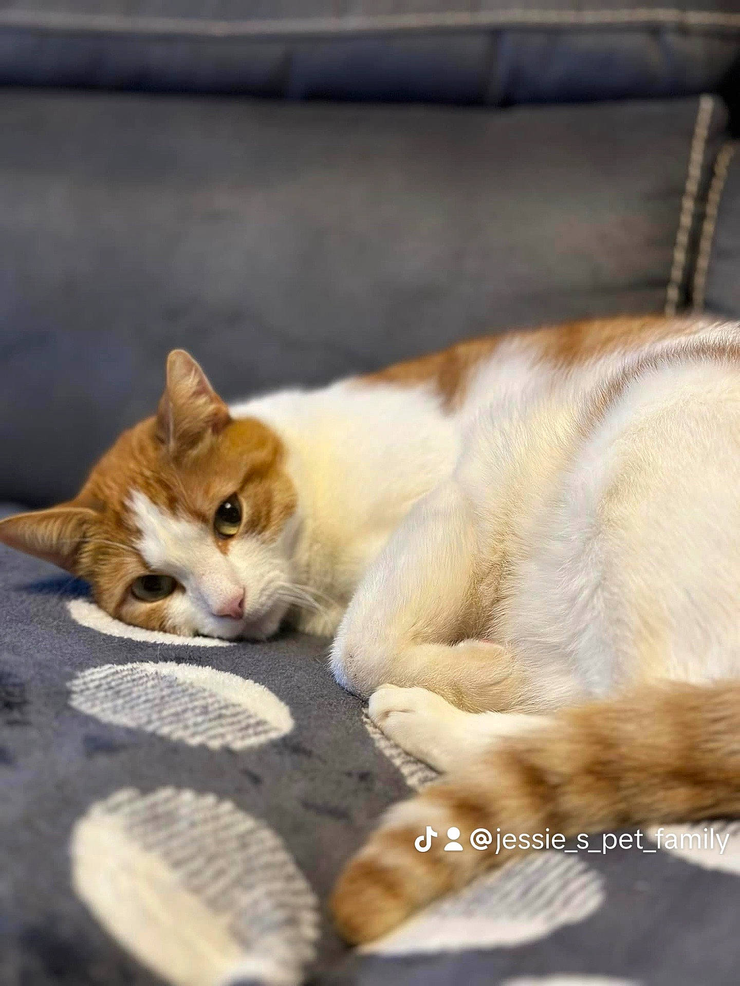 Tom a rejoint le concours — aidez-le/la à gagner de superbes lots ! carnivore, cat, cat_supply, claw, comfort, domestic_short_haired_cat, fawn, felidae, fur, linens, nap, paw, sitting, small_to_medium_sized_cats, snout, tail, tree, whiskers, wildlife, wood