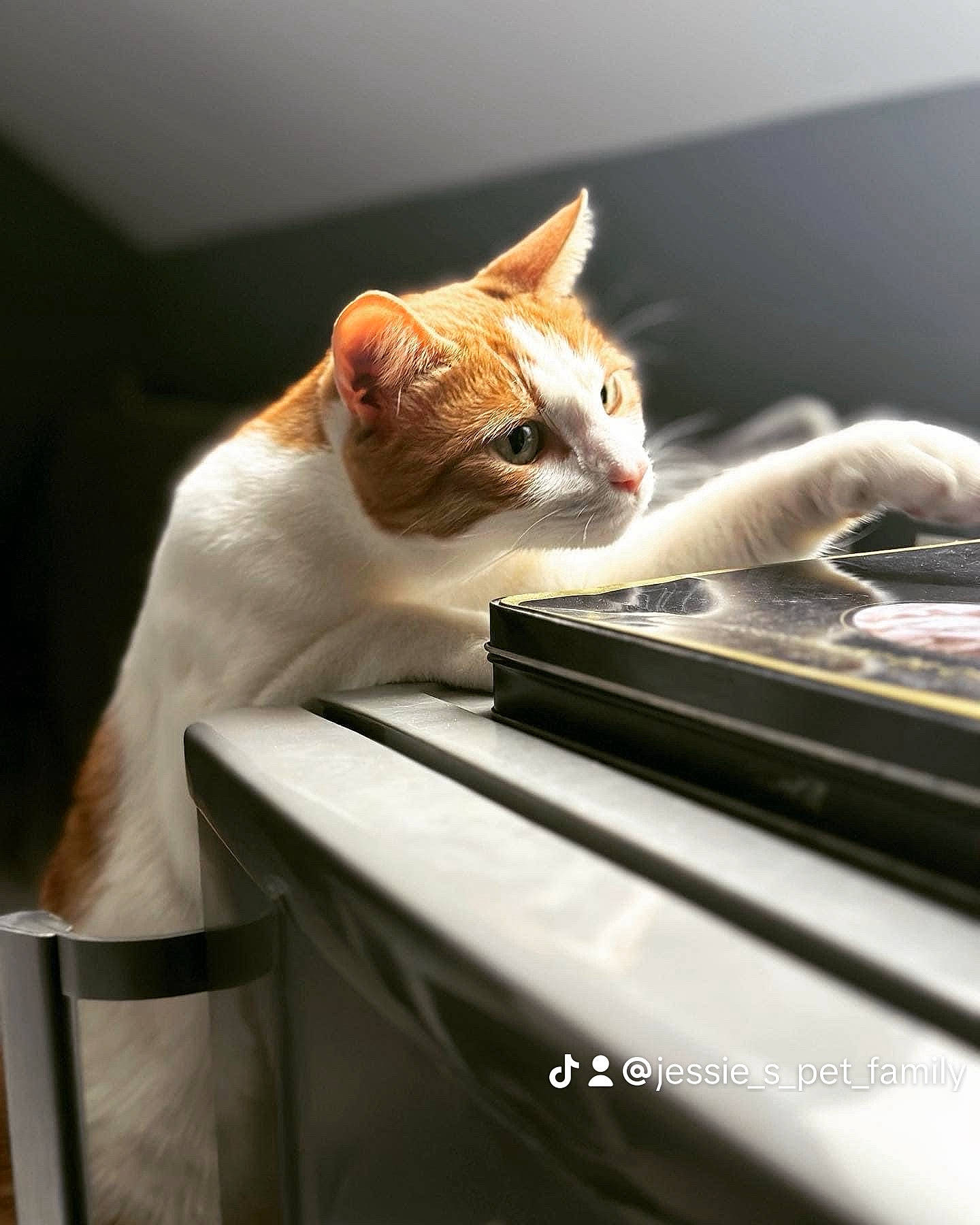 Tom participe au concours pour gagner de l'argent avec cette photo : carnivore, cat, comfort, domestic_short_haired_cat, fawn, felidae, fur, office_equipment, paw, sitting, small_to_medium_sized_cats, snout, tail, whiskers, windshield, wood