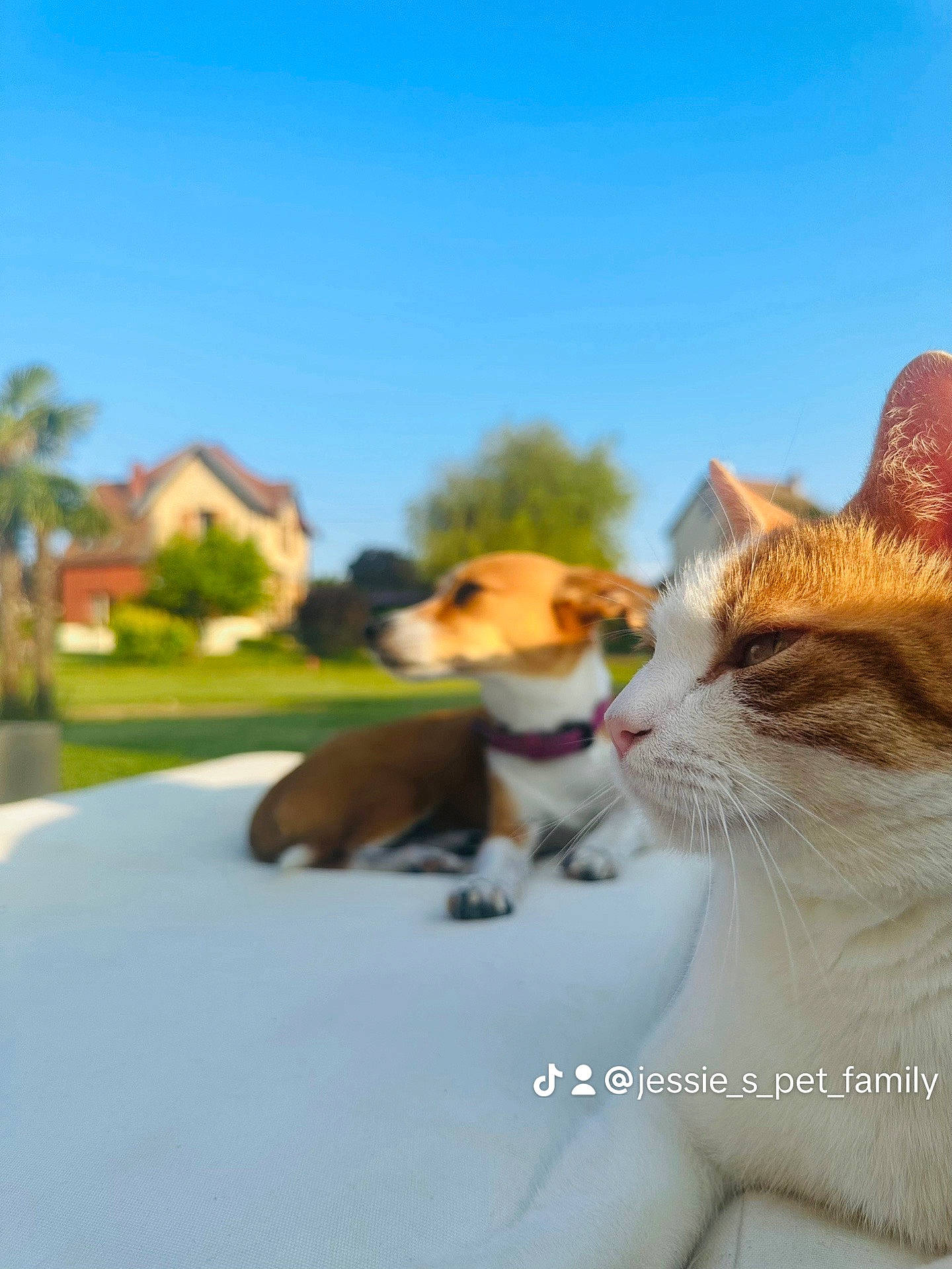 Tom participe au concours pour gagner de l'argent avec cette photo : carnivore, cat, collar, companion_dog, domestic_short_haired_cat, fawn, felidae, fur, grass, happy, palm_tree, paw, plant, sky, small_to_medium_sized_cats, snout, tail, tree, whiskers, wildlife