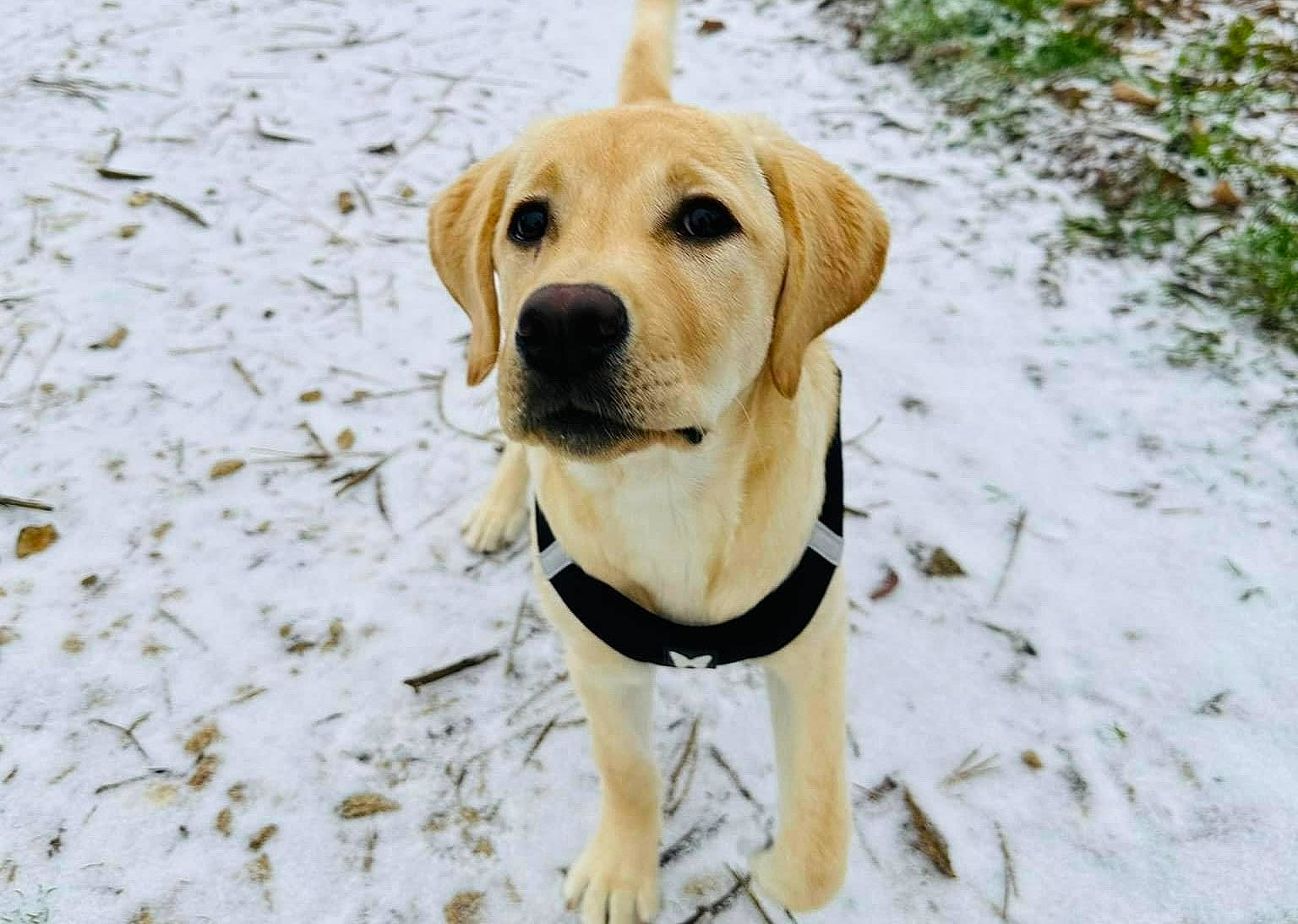 Emy participe au concours pour gagner de l'argent avec cette photo : canidae, carnivore, collar, companion_dog, dog, dog_breed, dog_collar, dog_supply, fawn, fur, plant, retriever, snout, snow, sporting_group, tail, terrestrial_animal, tree, whiskers, working_animal