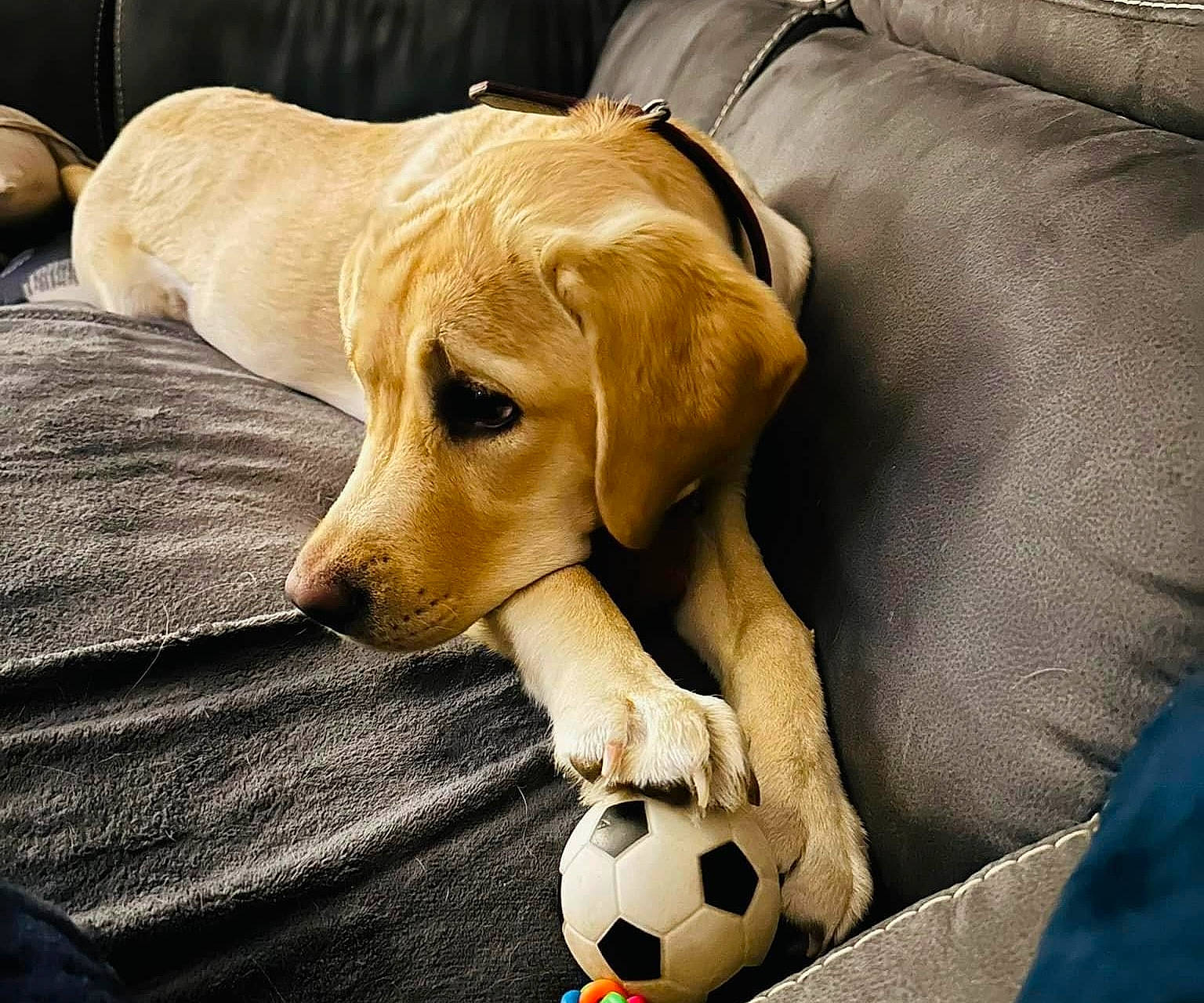 Emy a rejoint le concours — aidez-le/la à gagner de superbes lots ! ball, canidae, carnivore, comfort, companion_dog, dog, dog_breed, dog_supply, football, fur, paw, pet_supply, retriever, snout, soccer, soccer_ball, sporting_group, tail, whiskers, working_animal