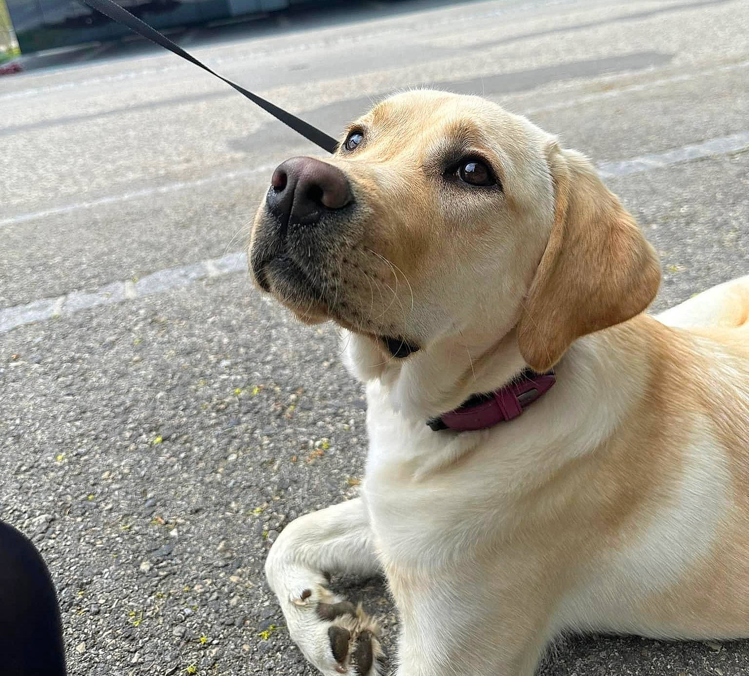 Emy participe au concours pour gagner de l'argent avec cette photo : asphalt, canidae, carnivore, collar, companion_dog, dog, dog_breed, dog_collar, dog_supply, fawn, fur, leash, pet_supply, road_surface, sidewalk, sporting_group, tail, terrestrial_animal, whiskers, working_animal