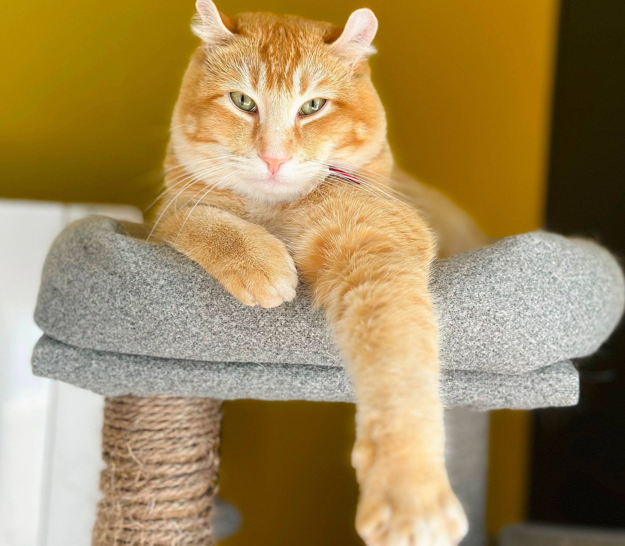 Ron participe au concours pour gagner de l'argent avec cette photo : carnivore, cat, cat_supply, claw, creative_arts, domestic_short_haired_cat, fawn, felidae, fur, gesture, paw, sitting, small_to_medium_sized_cats, snout, tail, terrestrial_animal, toy, whiskers, wood, wool