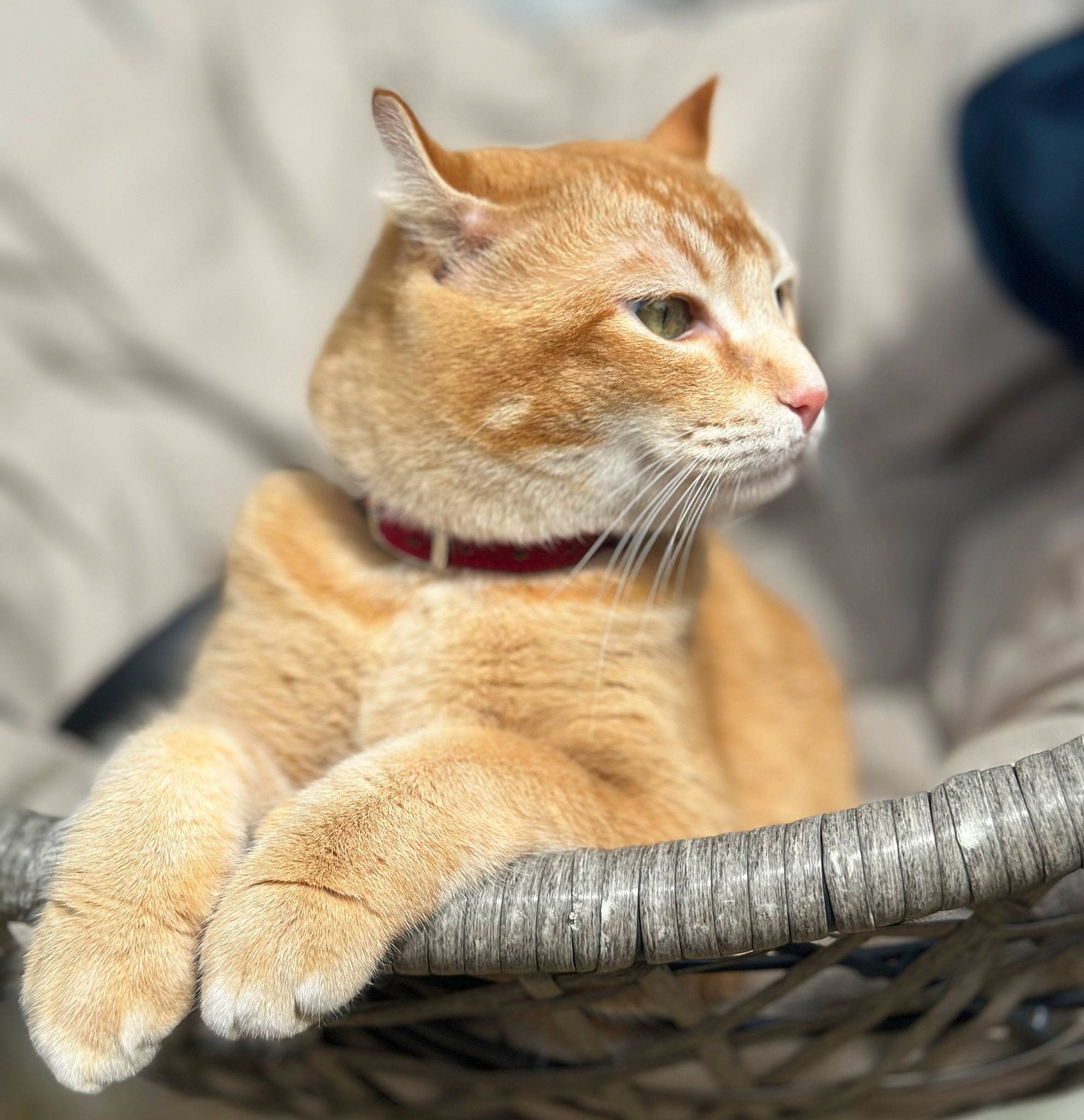 Ron a rejoint le concours — aidez-le/la à gagner de superbes lots ! carnivore, cat, claw, comfort, domestic_short_haired_cat, fawn, felidae, fur, paw, sitting, small_to_medium_sized_cats, snout, tail, terrestrial_animal, whiskers, wildlife, wood