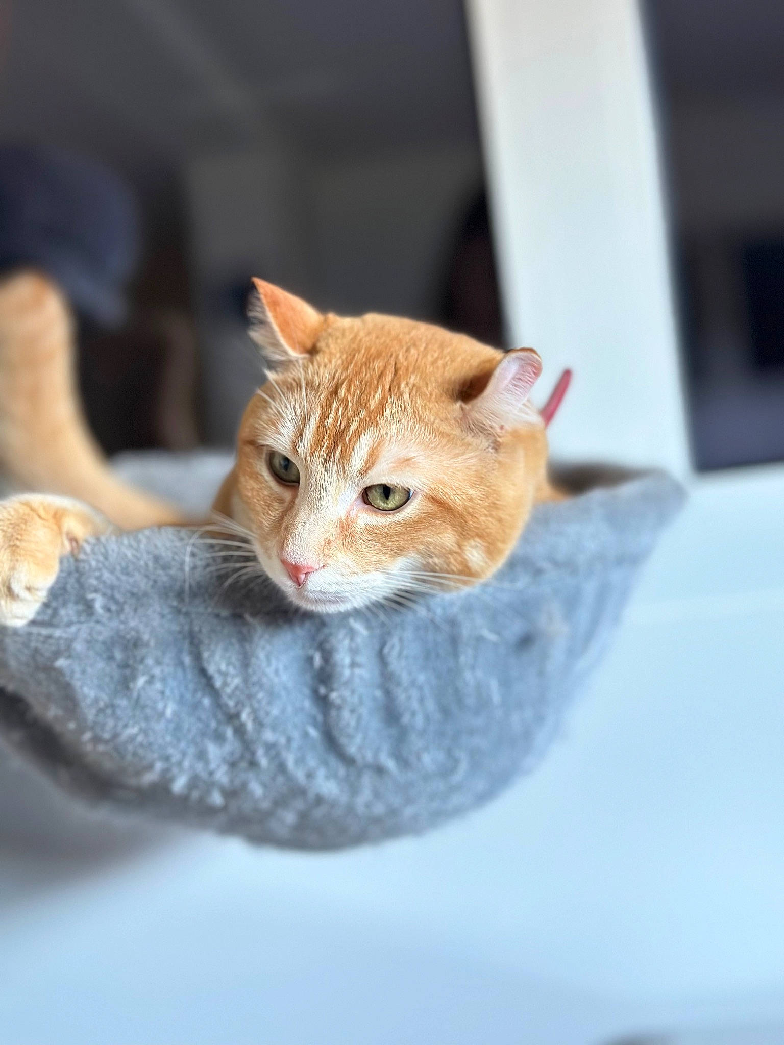 Ron participe au concours pour gagner de l'argent avec cette photo : carnivore, cat, collar, domestic_short_haired_cat, fawn, felidae, fur, gesture, small_to_medium_sized_cats, snout, terrestrial_animal, whiskers, window, wood