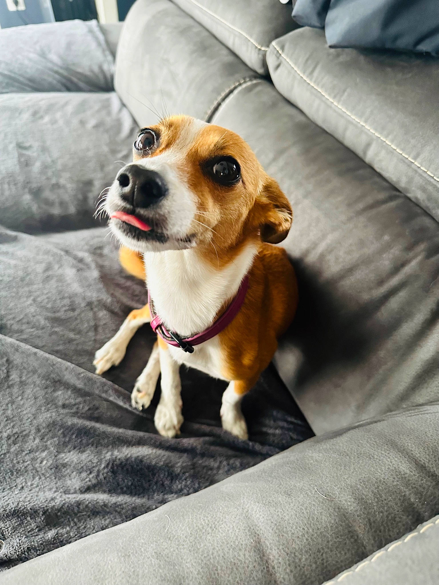 Tesla a rejoint le concours — aidez-le/la à gagner de superbes lots ! canidae, carnivore, collar, comfort, companion_dog, couch, dog, dog_breed, dog_collar, dog_supply, fawn, fur, paw, pillow, sleeper_chair, snout, sofa_bed, sporting_group, whiskers, working_animal