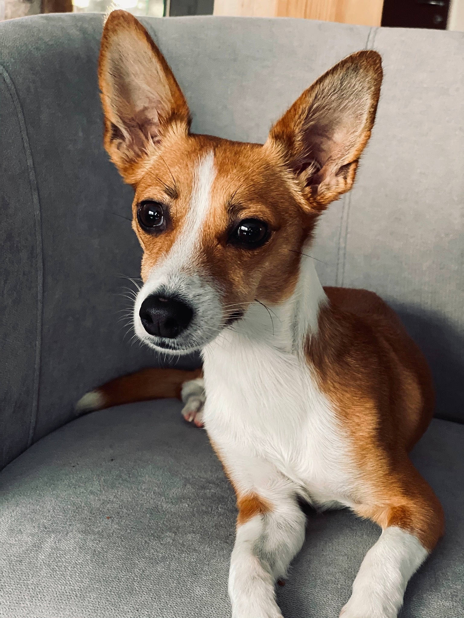 Tesla participe au concours pour gagner de l'argent avec cette photo : ancient_dog_breeds, canidae, cardigan_welsh_corgi, carnivore, companion_dog, corgi_chihuahua, dog, dog_breed, fawn, mammal, miniature_fox_terrier, puppy, rare_breed_dog, rat_terrier, snout, teddy_roosevelt_terrier, tenterfield_terrier, toy_fox_terrier, vertebrate, whiskers