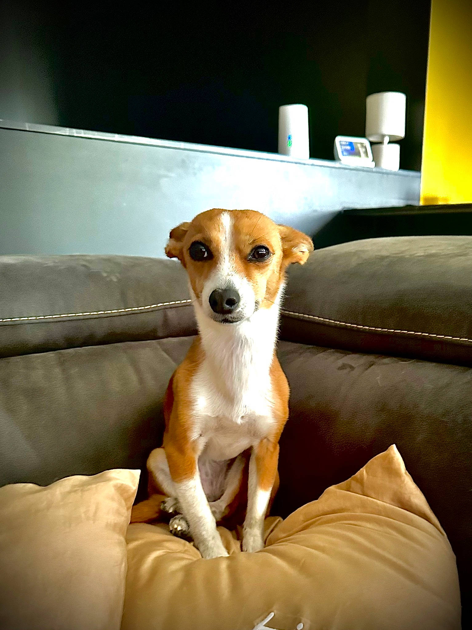 Tesla a rejoint le concours — aidez-le/la à gagner de superbes lots ! ancient_dog_breeds, canidae, carnivore, comfort, companion_dog, couch, dog, dog_breed, fawn, flooring, hound, paw, snout, sofa_bed, sporting_group, studio_couch, whiskers, working_animal