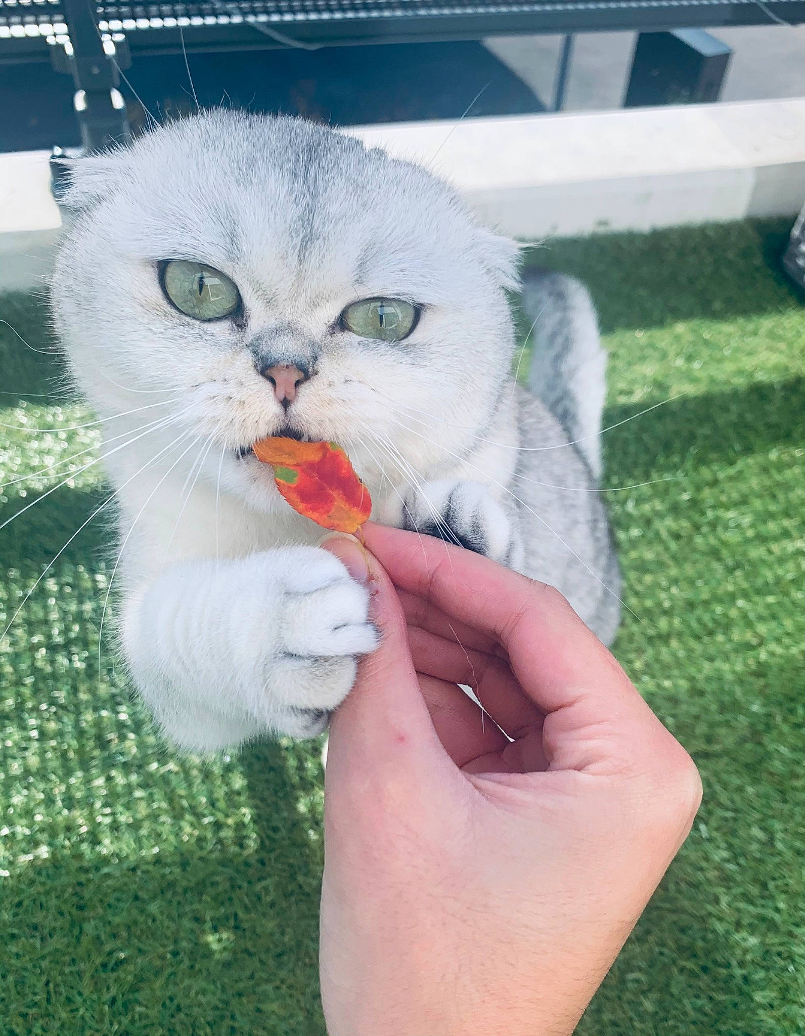 Olia participe au concours pour gagner de l'argent avec cette photo : art, carnivore, cat, claw, domestic_short_haired_cat, felidae, finger, fur, gesture, grass, hand, nail, paw, small_to_medium_sized_cats, snout, tail, vegetable, whiskers