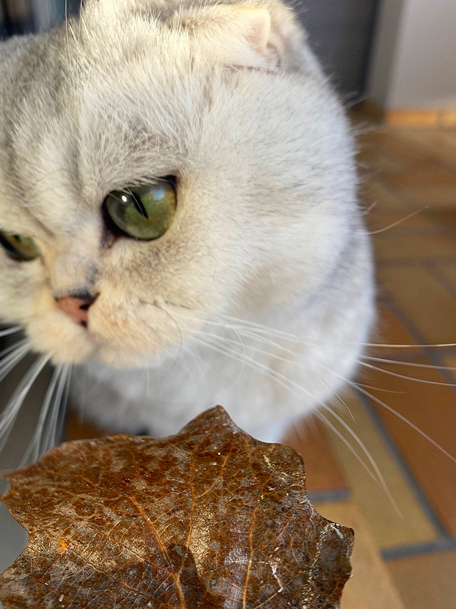 Olia participe au concours pour gagner de l'argent avec cette photo : carnivore, cat, cat_supply, domestic_short_haired_cat, eyelash, fawn, felidae, fur, pet_supply, photo_caption, plant, small_to_medium_sized_cats, snout, vegetable, whiskers, wood