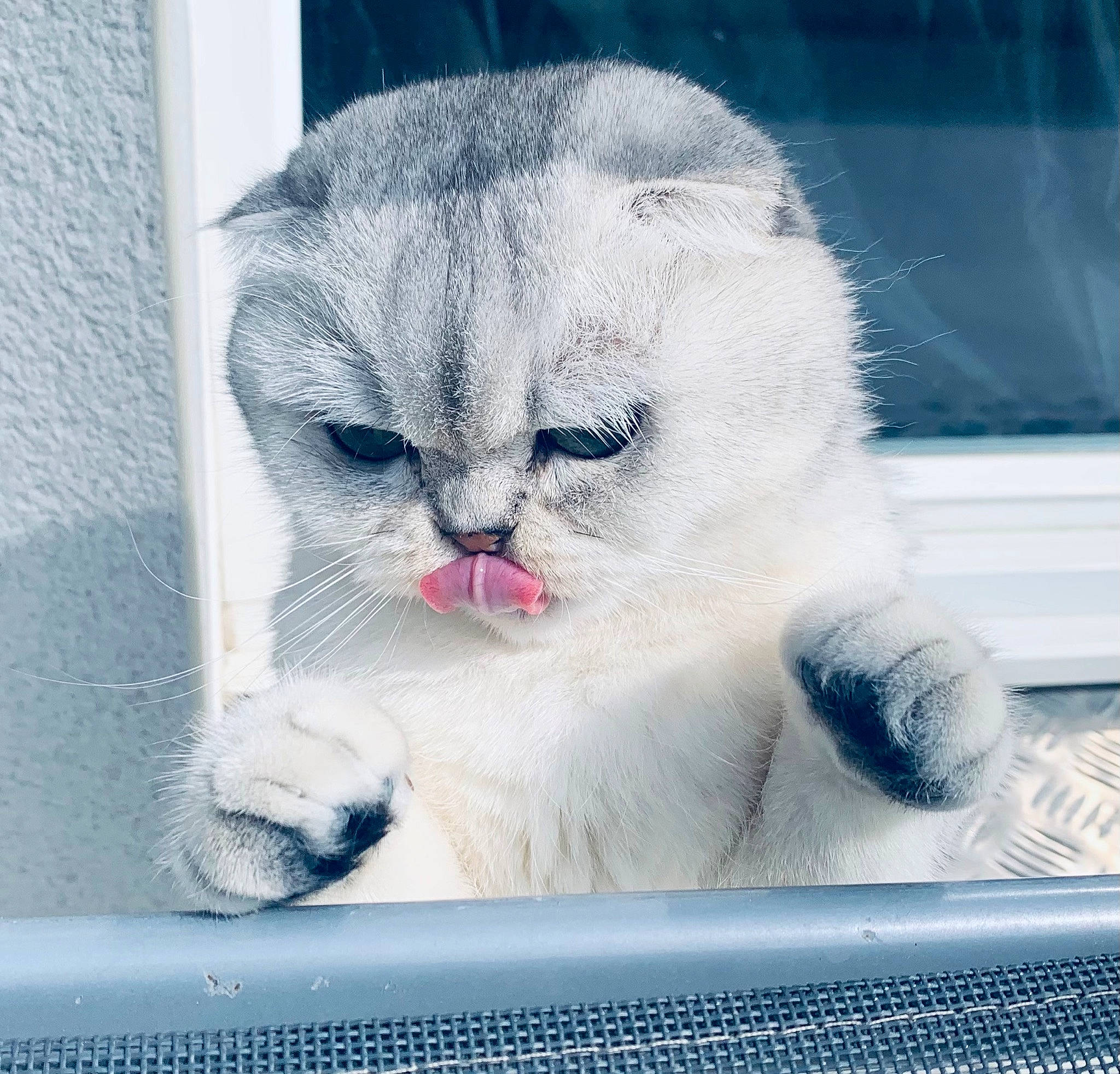 Olia a rejoint le concours — aidez-le/la à gagner de superbes lots ! carnivore, cat, cat_supply, comfort, domestic_short_haired_cat, felidae, fur, glass, paw, photo_caption, small_to_medium_sized_cats, snout, tail, whiskers, window, windshield