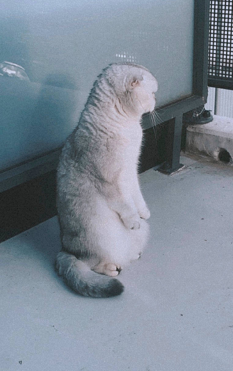 Olia participe au concours pour gagner de l'argent avec cette photo : art, carnivore, cat, fawn, felidae, foot, freezing, fur, gas, ice_cap, paw, small_to_medium_sized_cats, snout, snow, tail, terrestrial_animal, whiskers, wildlife, window, winter