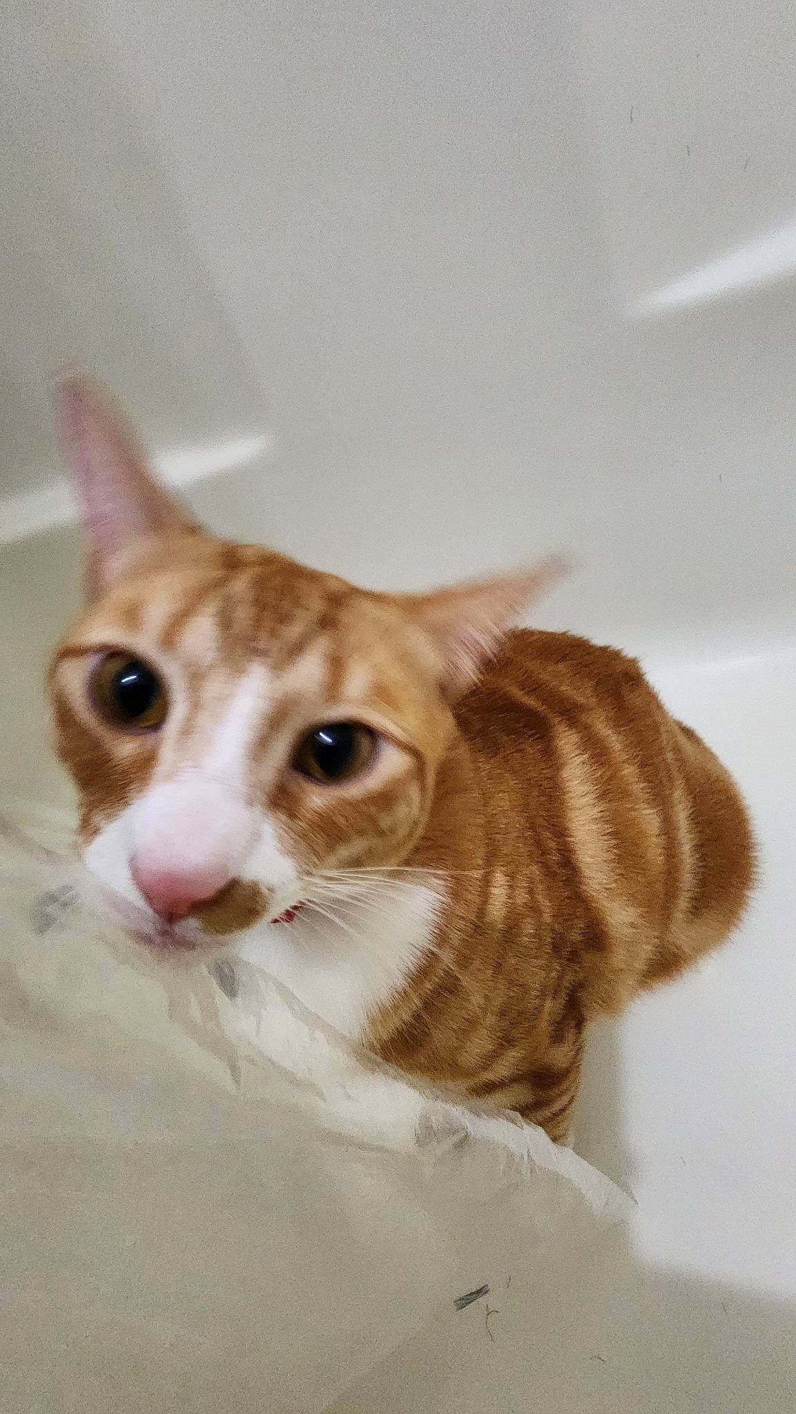 Tigger joined the competition — help win amazing prizes! carnivore, cat, domestic_short_haired_cat, ear, eye, eyelash, fawn, felidae, fur, iris, small_to_medium_sized_cats, snout, tail, whiskers, wood