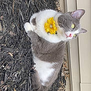 Xena joined the competition — help win amazing prizes! alert, animal, background, cat, closeup, curious, ears, feline, flower_collar, fur, gray_cat, mulch, nature, outdoor, pet, resting, side_view, whiskers, white_fur, yellow_flower