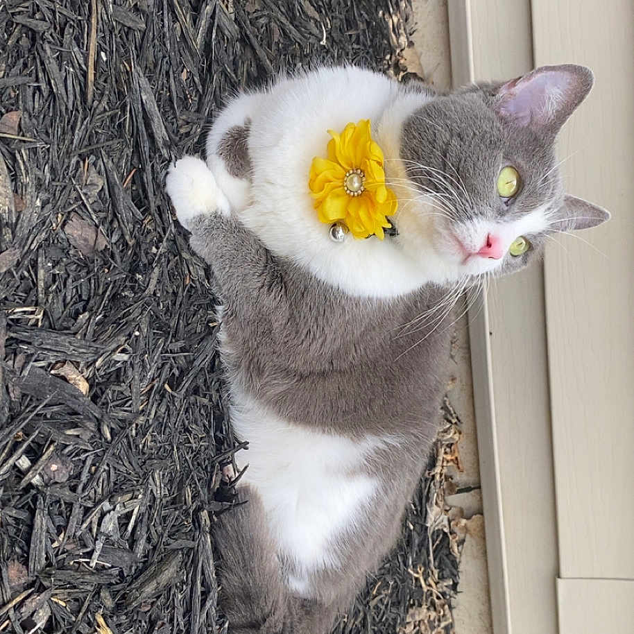 Xena joined the competition — help win amazing prizes! alert, animal, background, cat, closeup, curious, ears, feline, flower_collar, fur, gray_cat, mulch, nature, outdoor, pet, resting, side_view, whiskers, white_fur, yellow_flower
