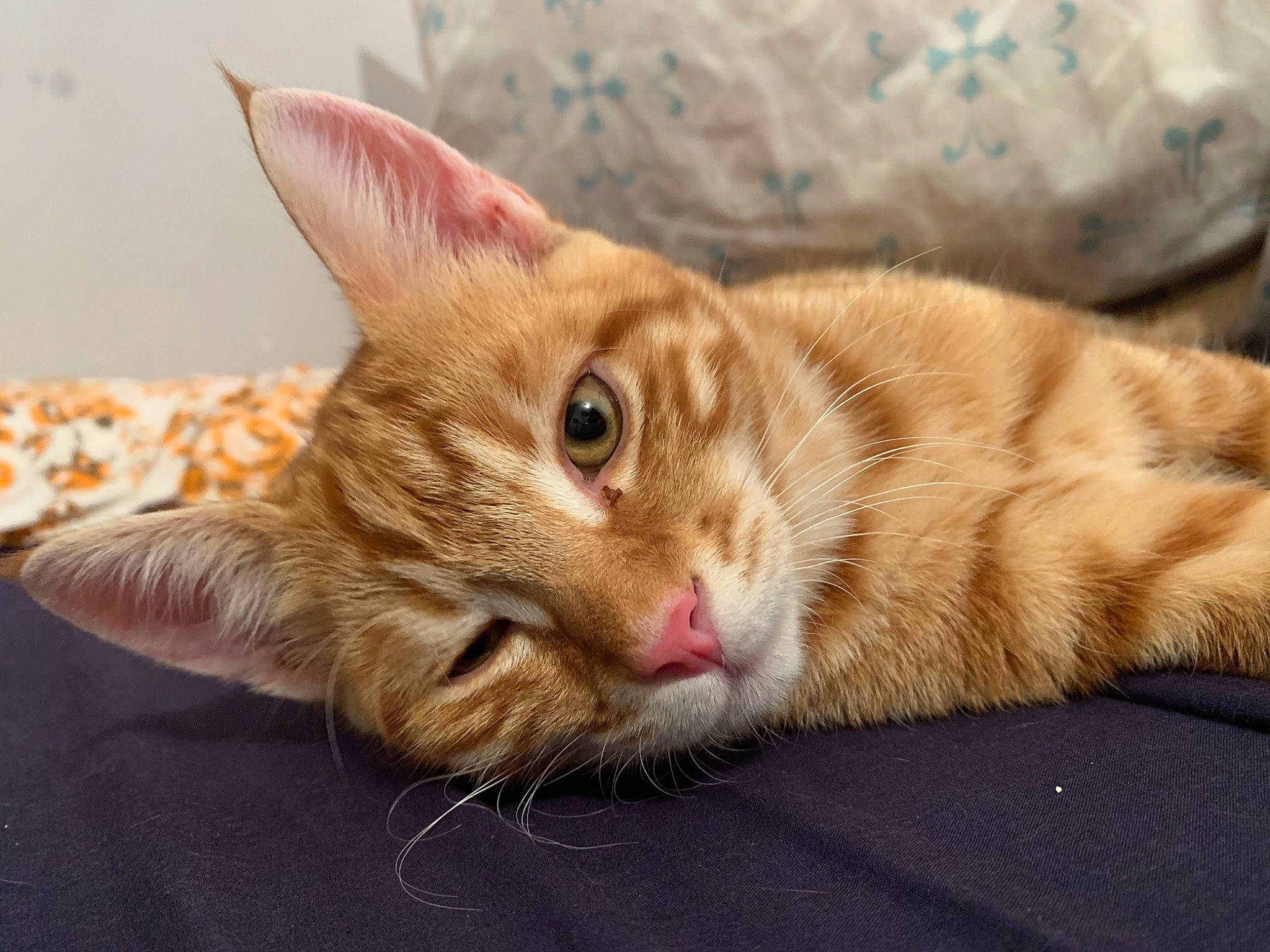 Foxy participe au concours pour gagner de l'argent avec cette photo : carnivore, cat, claw, comfort, domestic_short_haired_cat, fawn, felidae, fur, nap, paw, sitting, small_to_medium_sized_cats, snout, tail, terrestrial_animal, whiskers, wildlife