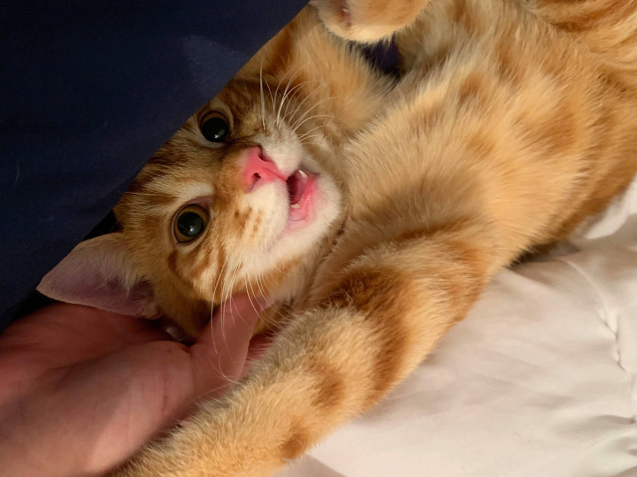 Foxy participe au concours pour gagner de l'argent avec cette photo : carnivore, cat, claw, comfort, domestic_short_haired_cat, ear, eye, fawn, felidae, foot, fur, gesture, hand, head, nail, paw, small_to_medium_sized_cats, snout, terrestrial_animal, whiskers