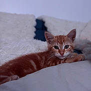 Bobby a rejoint le concours — aidez-le/la à gagner de superbes lots ! animal, bed, blanket, cat, cozy, curious, cute, ears, eyes, feline, fur, indoor, kitten, lying_down, orange_tabby, pet, relaxed, soft, whiskers, young