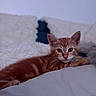 animal, bed, blanket, cat, cozy, curious, cute, ears, eyes, feline, fur, indoor, kitten, lying_down, orange_tabby, pet, relaxed, soft, whiskers, young