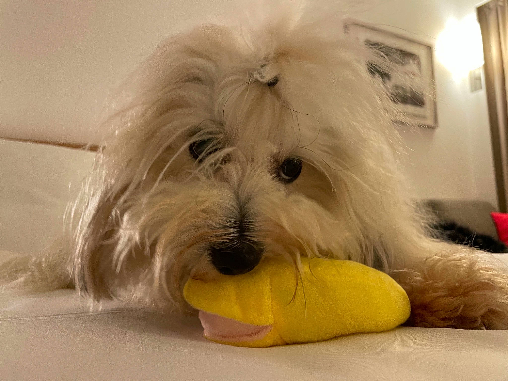 Pétrus a rejoint le concours — aidez-le/la à gagner de superbes lots ! canidae, carnivore, comfort, companion_dog, dog, dog_breed, dog_supply, fawn, flooring, fur, plastic, puppy, room, small_terrier, snout, sporting_group, terrestrial_animal, terrier, toy_dog, working_animal