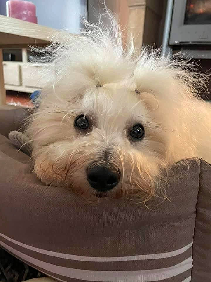 Pétrus a rejoint le concours — aidez-le/la à gagner de superbes lots ! bolognese, canidae, carnivore, cockapoo, companion_dog, dog, dog_breed, fur, labradoodle, maltepoo, picture_frame, poodle_crossbreed, puppy_love, shelf, shih_poo, small_terrier, sporting_group, terrier, toy_dog, working_animal