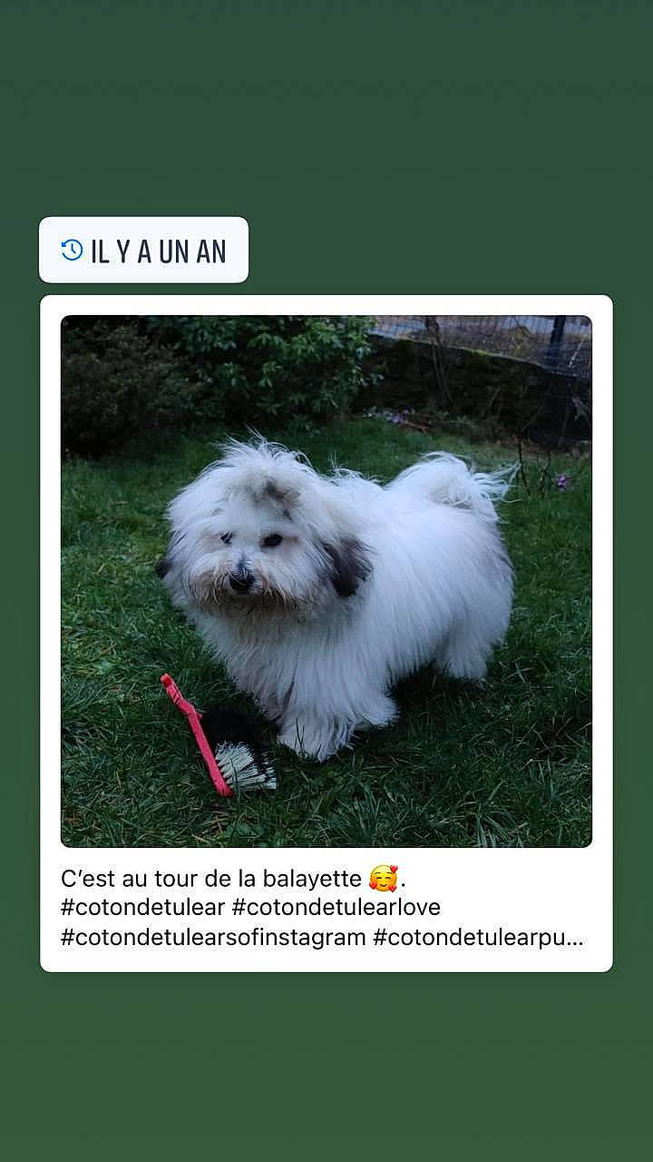 Pétrus participe au concours pour gagner de l'argent avec cette photo : canidae, carnivore, companion_dog, dog, dog_breed, dog_supply, font, fur, grass, maltepoo, non_sporting_group, photo_caption, plant, snout, sporting_group, tail, toy_dog