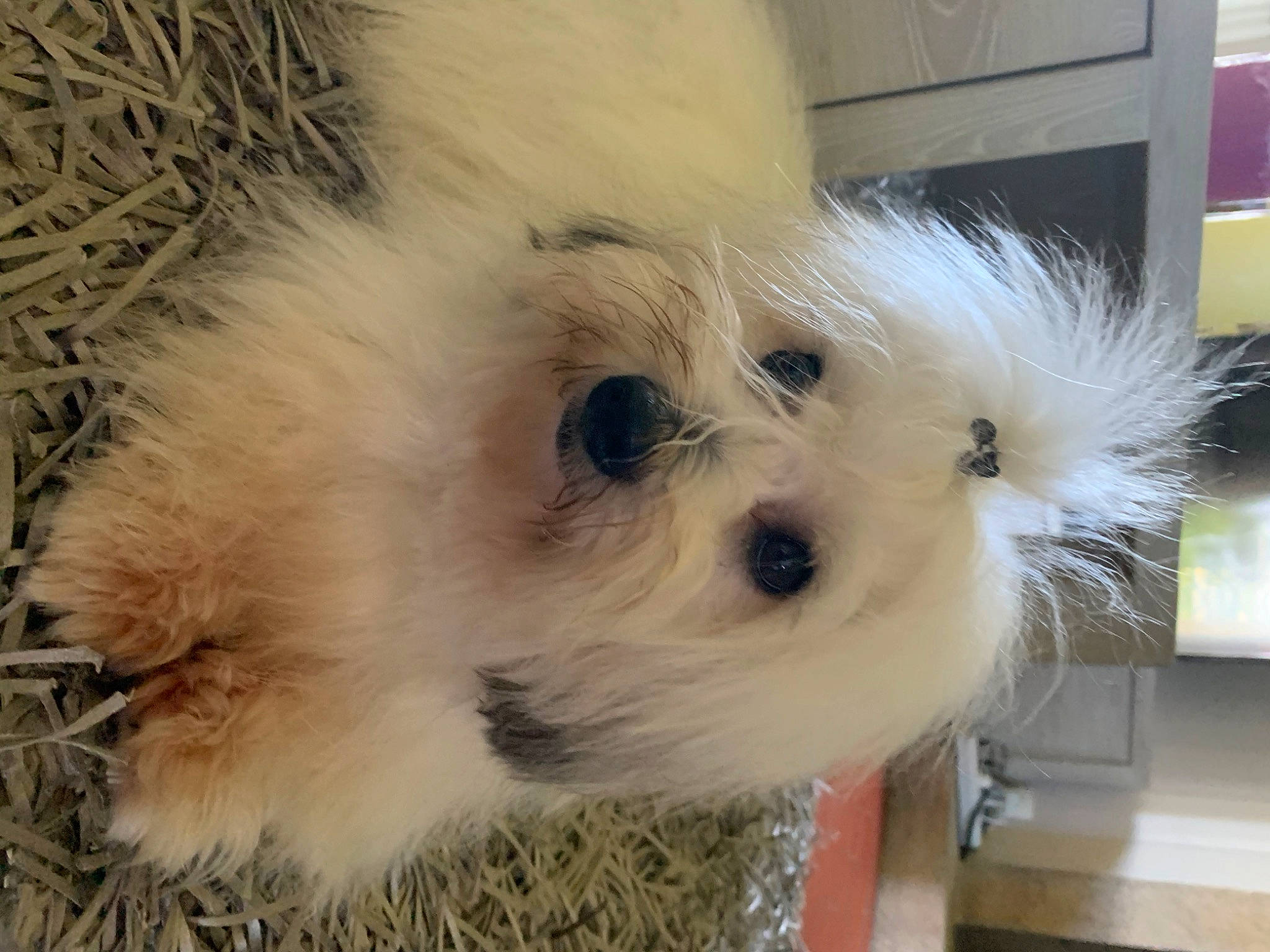 Pétrus a rejoint le concours — aidez-le/la à gagner de superbes lots ! bolonka, canidae, carnivore, cavachon, companion_dog, coton_de_tulear, dog, dog_breed, havanese, maltepoo, maltese, mammal, morkie, old_english_sheepdog, puppy, rare_breed_dog, schnoodle, snout, toy_dog, vertebrate