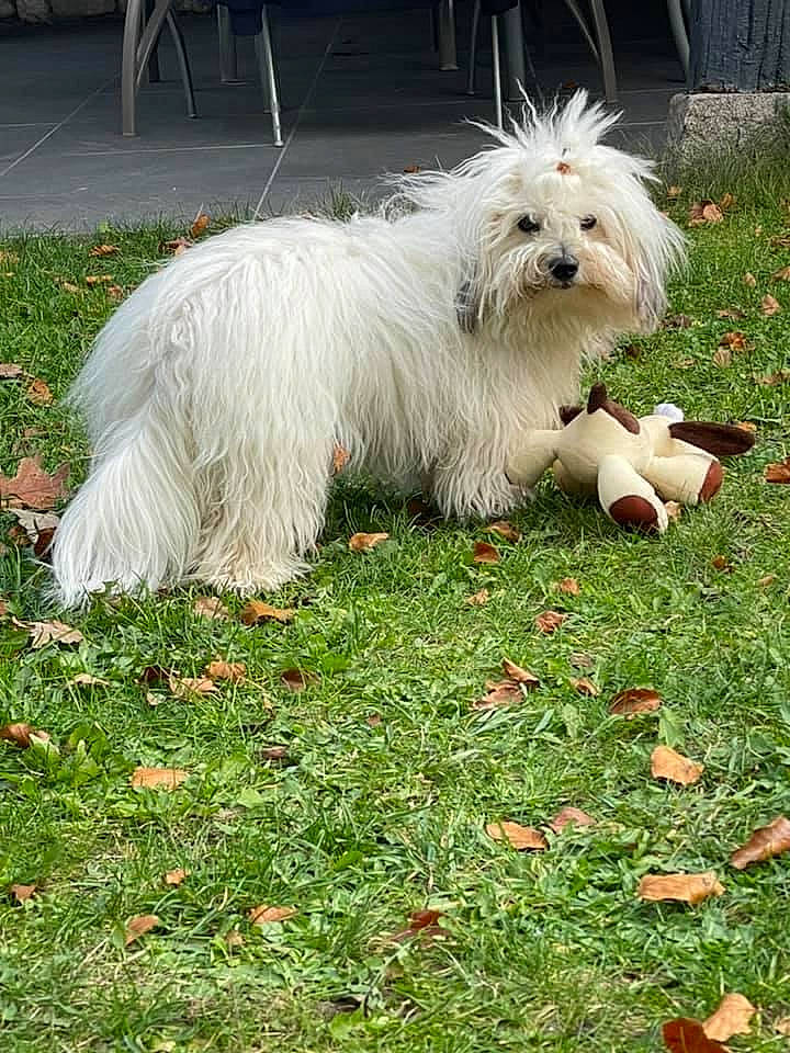 Pétrus a rejoint le concours — aidez-le/la à gagner de superbes lots ! ancient_dog_breeds, canidae, carnivore, companion_dog, dog, dog_breed, event, fur, grass, lawn, maltepoo, non_sporting_group, plant, small_terrier, snout, sporting_group, tail, terrier, toy_dog, working_animal