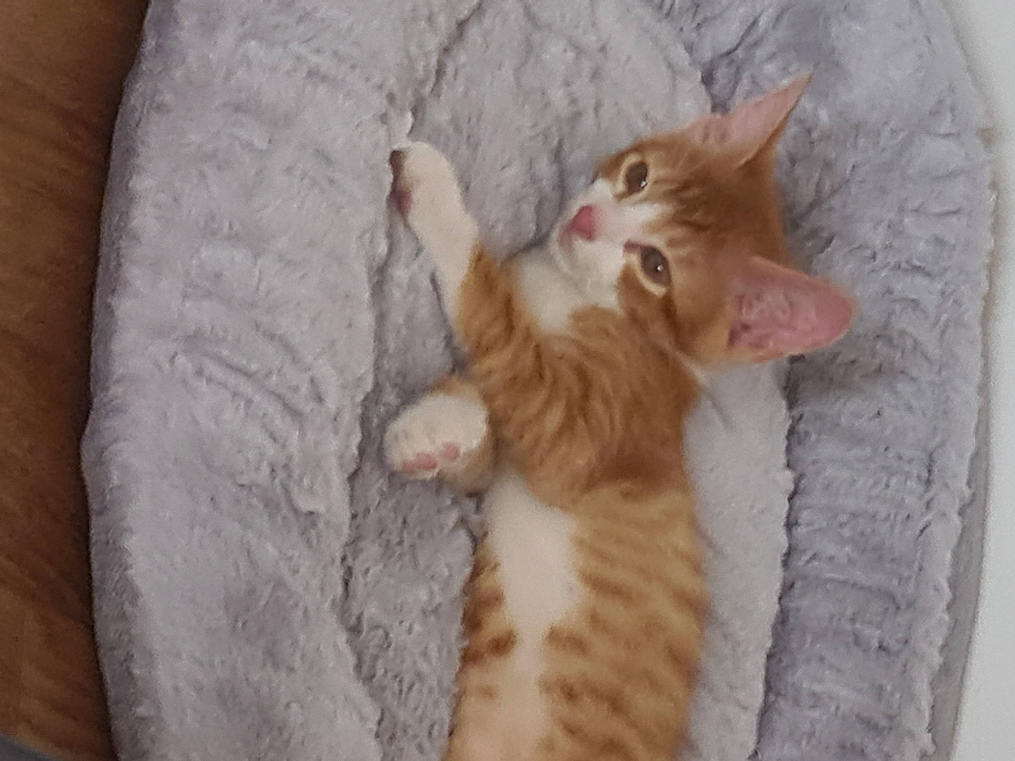 Smoki a rejoint le concours — aidez-le/la à gagner de superbes lots ! bed, carnivore, cat, claw, comfort, domestic_short_haired_cat, eye, fawn, felidae, fur, gesture, paw, small_to_medium_sized_cats, snout, tail, whiskers, wood