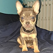 Ambre participe au concours pour gagner de l'argent avec cette photo : puppy, dog, pet, indoor, blanket, blue, cute, small, ears, collar, fur, animal, young, sitting, portrait, face, home, cozy, looking, expression