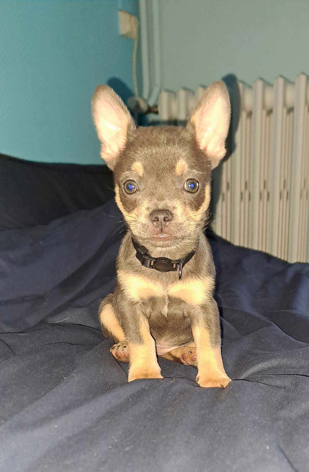 Ambre participe au concours pour gagner de l'argent avec cette photo : puppy, dog, pet, indoor, blanket, blue, cute, small, ears, collar, fur, animal, young, sitting, portrait, face, home, cozy, looking, expression