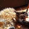 cat, fluffy, fur, wooden_floor, sunlight, stretching, pet, indoor, playful, relaxed, animal, tabby, whiskers, paw, cozy, shadow, brown, orange, home, cute