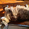 cat, tabby, fluffy_fur, wooden_floor, sunlight, indoor, relaxed, pet, animal, whiskers, green_eyes, curious, fur_texture, cozy, resting, domestic_cat, long_hair, floor, natural_light, closeup